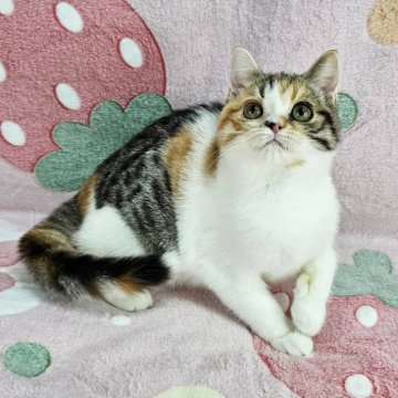 マンチカン(長足)【東京都・女の子・2025年7月30日・ブラウンパッチドマッカレルタビー&ホワイト（短毛）】の写真「可愛い三毛猫ちゃん♡」