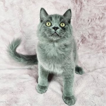 マンチカン(長足)【東京都・男の子・2025年3月28日・ブルー（長毛）】の写真「可愛いイケにゃん♡」