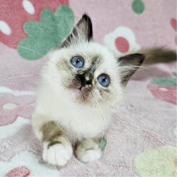 バーマン【東京都・女の子・2025年5月31日・シールトティーポイント（長毛）】の写真「ママにゃんはCFAチャンピオン♡」