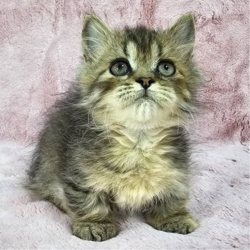 マンチカン(短足)【東京都・女の子・2025年4月23日・ブラウンパッチドタビー（長毛）】の写真「超短足の可愛い子ちゃん♡」