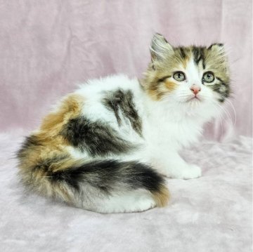 マンチカン【東京都・女の子・2024年12月2日・キャリコ（長毛）】の写真「可愛い三毛猫ちゃん♡」