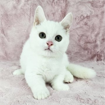 マンチカン(短足)【東京都・男の子・2025年2月20日・ホワイト（短毛）】の写真「短足の純白くん♡」