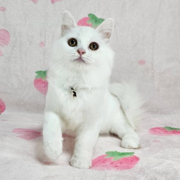 マンチカン(長足)【東京都・女の子・2025年8月3日・ホワイト（長毛）】の写真「純白の美猫♡」
