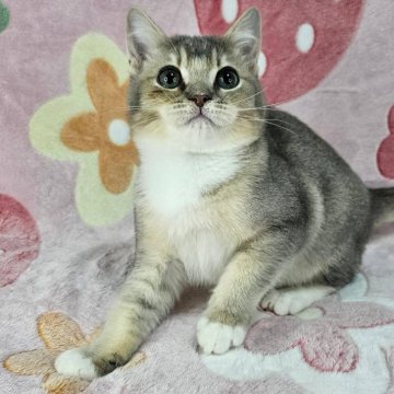 マンチカン(長足)【東京都・男の子・2025年8月2日・ブルー&ホワイト（短毛）】の写真「可愛い男の子♡」