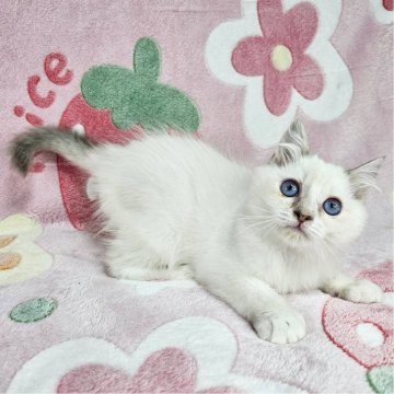 バーマン【東京都・女の子・2025年8月16日・ブルーリンクスポイント（長毛）】の写真「ママはCFA チャンピオン♡」