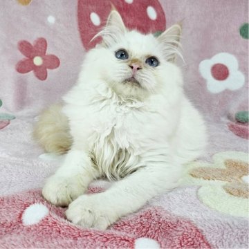 バーマン【東京都・男の子・2025年4月27日・レッドポイント（長毛）】の写真「レアカラーのイケにゃん♡」