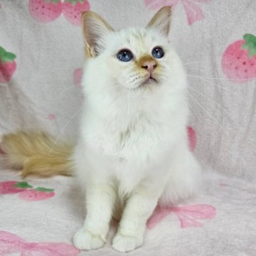 バーマン【東京都・男の子・2025年5月29日・レッドポイント（長毛）】の写真「レアカラーのイケにゃん♡」