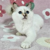 バーマン