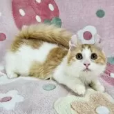 マンチカン(長足)