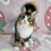 マンチカン(長足)