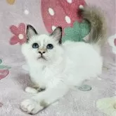 バーマン