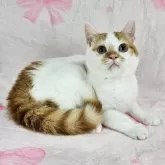 マンチカン(長足)