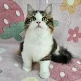 マンチカン(長足)