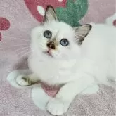 バーマン