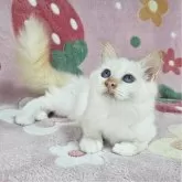バーマン