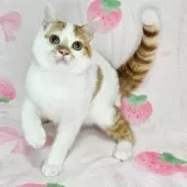 マンチカン(長足)【東京都・男の子・2025年8月3日・レッドマッカレルタビー&ホワイト】の写真2