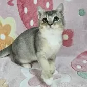 マンチカン(長足)【東京都・男の子・2025年8月2日・ブルー&ホワイト】の写真2