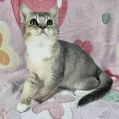 マンチカン(長足)【東京都・男の子・2025年8月2日・ブルー&ホワイト】の写真3