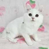 マンチカン(長足)【東京都・女の子・2025年8月3日・ホワイト】の写真3