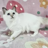 バーマン【東京都・女の子・2025年5月11日・シールトーティーポイント】の写真3