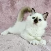 バーマン【東京都・女の子・2025年5月11日・チョコレートポイント】の写真3