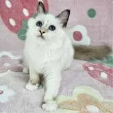 バーマン【東京都・女の子・2025年5月11日・シールトーティーポイント】の写真4