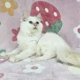 バーマン【東京都・男の子・2025年4月27日・レッドポイント】の写真4