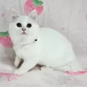 マンチカン(長足)【東京都・女の子・2025年8月3日・ホワイト】の写真4