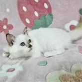 バーマン【東京都・女の子・2025年5月11日・チョコレートトーティーポイント】の写真5