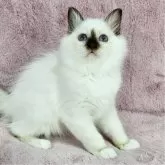 バーマン【東京都・女の子・2025年5月11日・チョコレートポイント】の写真5