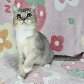 マンチカン(長足)【東京都・男の子・2025年8月2日・ブルー&ホワイト】の写真5