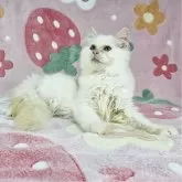 バーマン【東京都・男の子・2025年4月27日・レッドポイント】の写真6