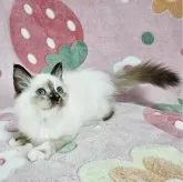 バーマン【東京都・女の子・2025年5月31日・シールトティーポイント】の写真6