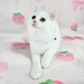 マンチカン(長足)【東京都・女の子・2025年8月3日・ホワイト】の写真6