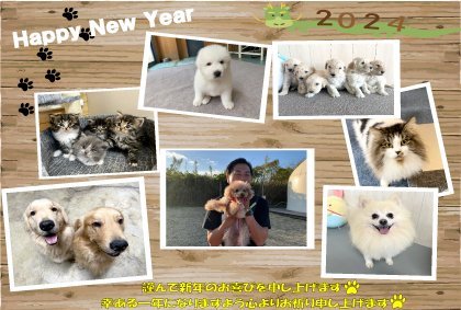 向後真輝ブリーダーのブログ：新年のご挨拶