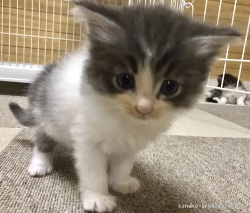 ID：1909-01179の子猫