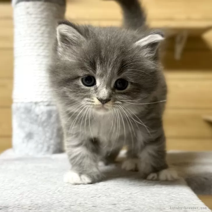 N.Y 様のお迎えした子猫