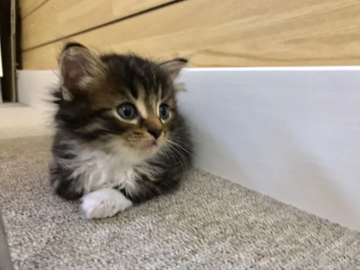 ID：1909-01182の子猫