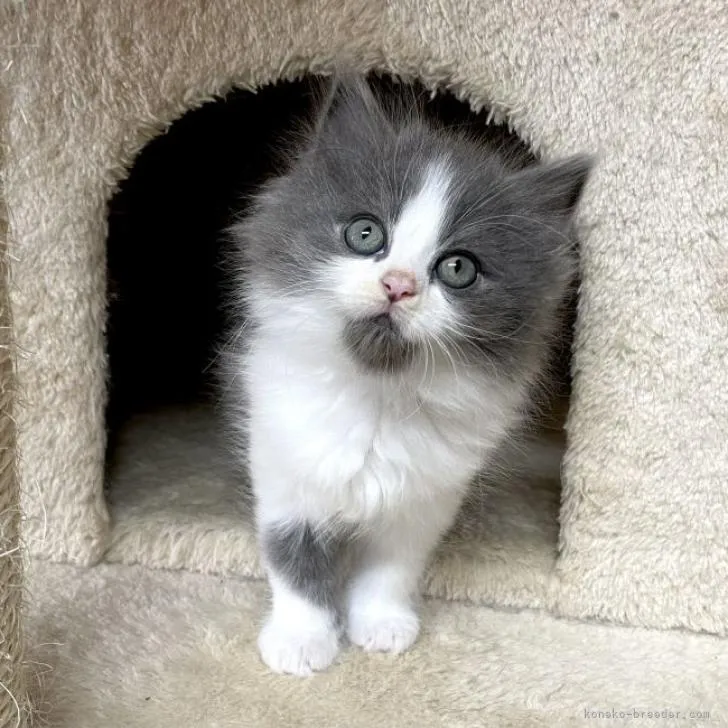 ID：2210-00351の子猫