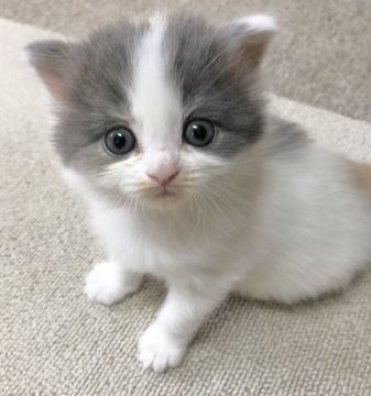 サイベリアン【千葉県・女の子・2019年12月6日・ダイリュートキャリコ】の写真「☆サイベリアンの可愛い女の子☆」