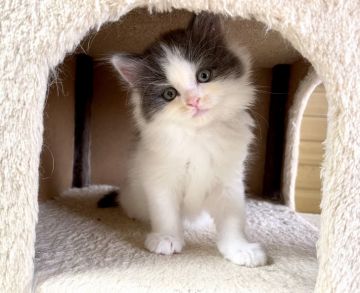 サイベリアン【千葉県・女の子・2021年1月16日・ブルー&ホワイト】の写真「☆ブルー＆ホワイトカラーの女の子☆3/26更新♪」