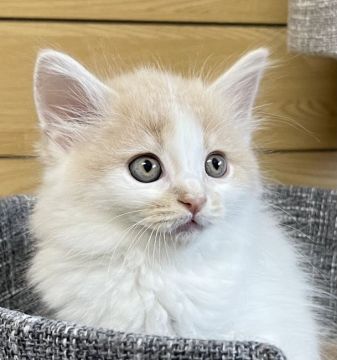 サイベリアン【千葉県・男の子・2021年6月9日・クリームタビー&ホワイト】の写真「☆お父さんＡＣＣダブルチャンピオン☆」