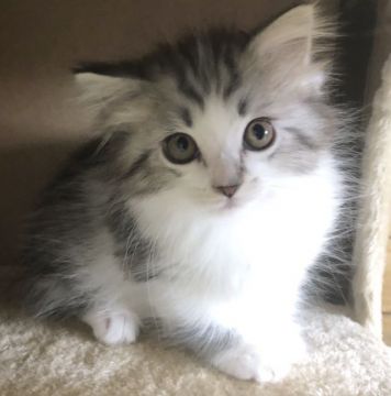 サイベリアン【千葉県・女の子・2020年5月3日・ブルータビー&ホワイト】の写真「☆サイベリアンの女の子☆」