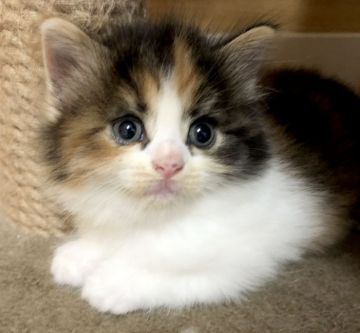 サイベリアン【千葉県・女の子・2020年6月11日・キャリコ】の写真「☆濃い三毛柄の女の子☆8/1更新♪」