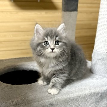 サイベリアン【千葉県・男の子・2024年9月22日・ブルータビー&ホワイト】の写真「11月15日更新☆お父さんＡＣＣダブルチャンピオン」