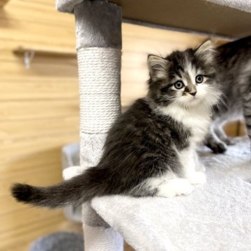 サイベリアン【千葉県・男の子・2024年2月3日・ブラウンタビー&ホワイト】の写真「3月21日更新☆お父さんＡＣＣダブルチャンピオン☆」