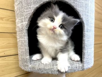 サイベリアン【千葉県・女の子・2021年9月30日・ブルータビー&ホワイト】の写真「☆お父さんＡＣＣダブルチャンピオン☆」