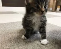 サイベリアン【千葉県・男の子・2019年8月18日・ブラウンタビー&ホワイト】の写真4「☆9月20日撮影☆」