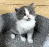 サイベリアン【千葉県・女の子・2022年8月28日・ブルータビー&ホワイト】の写真4「☆10月14日撮影☆」