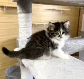 サイベリアン【千葉県・男の子・2024年2月3日・ブラウンタビー&ホワイト】の写真5